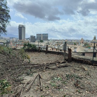 Verde cittadino, Lodi: &quot;Una componente fondamentale per il benessere dei cittadini e dell’ambiente che il Comune non ha a cuore&quot;