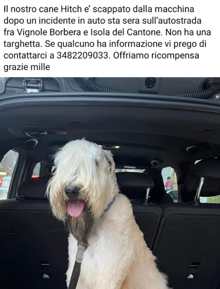 Cane scappa in autostrada dopo un incidente, appello per ritrovare Hitch