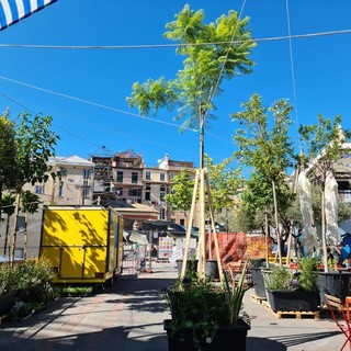 Centro Storico, 100 nuovi alberi ai Giardini Luzzati