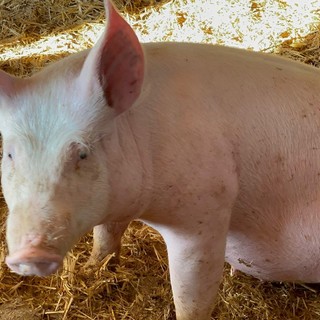 Peste suina, sono stati macellati i maiali dell'allevamento Limassola di Rossiglione