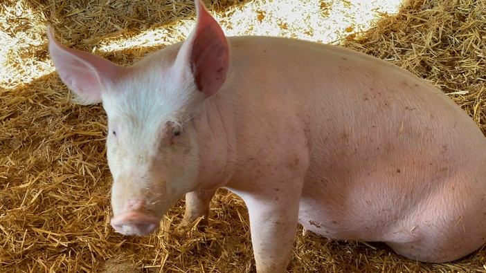 Peste suina, sono stati macellati i maiali dell'allevamento Limassola di Rossiglione