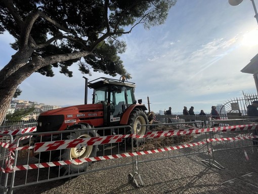 Spianata Castelletto, una croce al posto del pino tagliato: &quot;È una strage di alberi in città&quot;