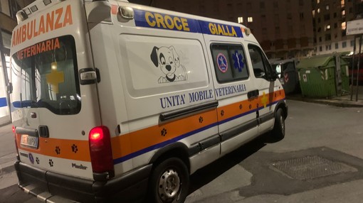 Cinquantenne in moto travolge un cinghiale in corso Europa, in codice rosso all'ospedale