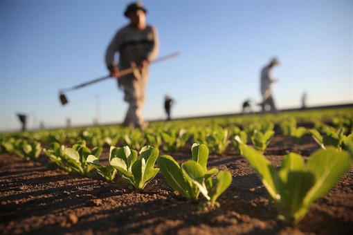 Agricoltura Hi-Tech, nel levante ligure il futuro passa dai droni