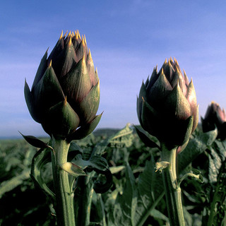 L'allarme di Coldiretti: &quot;Agricoltura preda della burocrazia, che ruba 100 giorni all'anno&quot;