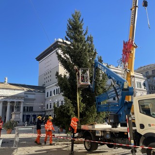 L'albero di Natale arrivato a De Ferrari, accensione l'8 dicembre