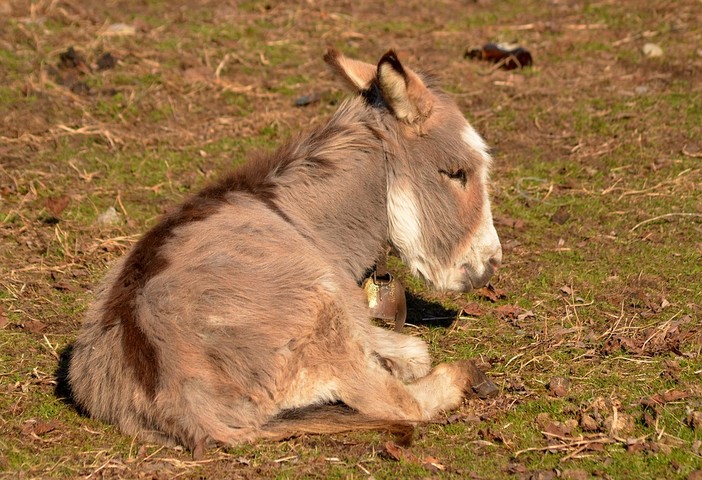 Decine di asini maltrattati: allevamento lager in zona Ceranesi