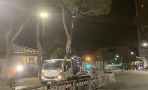 Viale Thaon di Revel dice addio ai suoi alberi: i primi tre pini abbattuti nella notte (Video)