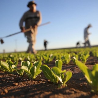 Lavoro, Coldiretti: &quot;+19mila giovani nelle campagne&quot;