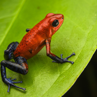 Al Museo di Storia Naturale un viaggio nel mondo degli anfibi