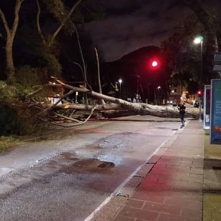 Viale Thaon di Revel perde i suoi pini secolari: l’abbattimento dopo Ferragosto