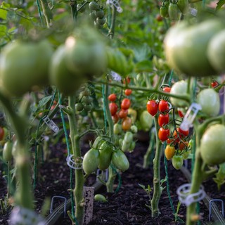 Filiera agroalimentare e sostenibilità: l'infografica Bennet mostra la via per la transizione green