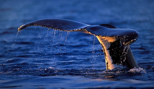 Andora, lunedì 25 convegno sul Santuario dei Cetacei con l'Assessore Briano