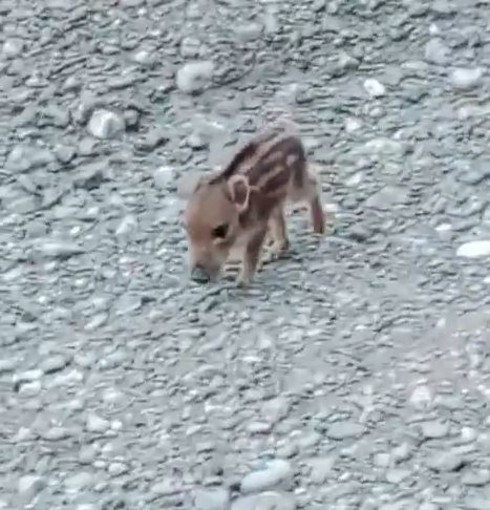 Cucciolo di cinghiale segue una donna fino a casa, la guardia zoofila le dice di riportarlo indietro (VIDEO)