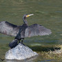 Liguria, emergenza cormorani: allarme per l’ittiofauna locale