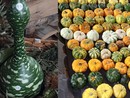 Mostra della zucca di Murta, ecco la più bella