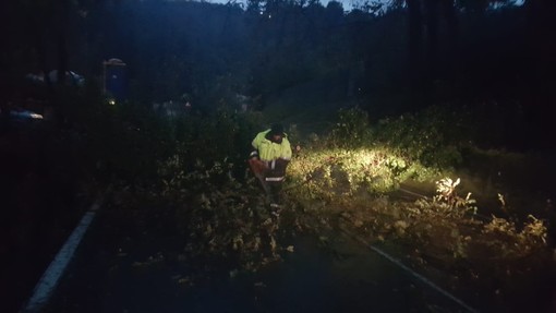 Innumerevoli alberi caduti a Stella: interventi della protezione civile e dei vigili del fuoco