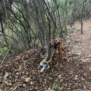 Legano due cani a un albero e li abbandonano vicino al canile: ira dei volontari