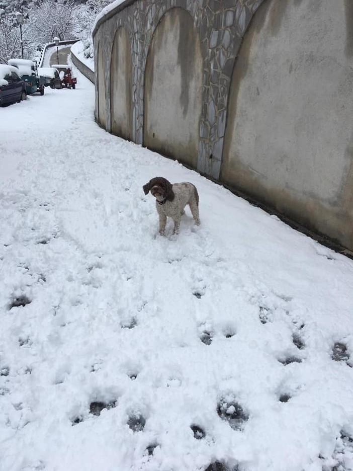 Esemplare di cane di pura razza lagottino cerca casa