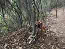 Legano due cani a un albero e li abbandonano vicino al canile: ira dei volontari