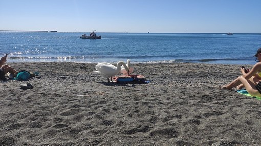 Coppia di cigni in spiaggia tra i bagnanti tra Pegli e Arenzano