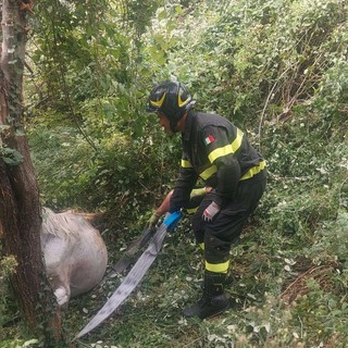 Cavallo cade in una scarpata, salvato dai Vigili del Fuoco