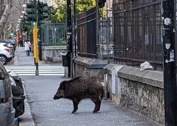 Cinghiali in città, la proposta del consigliere: &quot;Diamogli da mangiare sulle alture&quot;