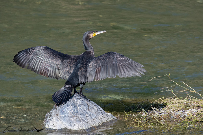 Liguria, emergenza cormorani: allarme per l’ittiofauna locale