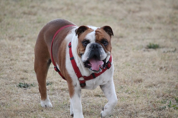 Sampierdarena, quell’area cani che ancora non parte al Belvedere