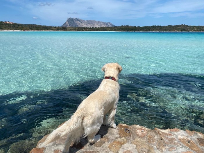 Il mare a misura di zampa: ecco le migliori spiagge per cani in provincia di Genova