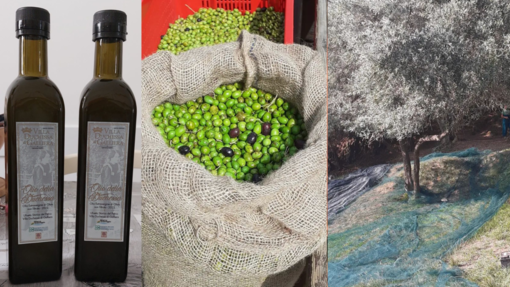 Voltri, l’oliveto storico di Villa Duchessa di Galliera è Presidio Slow Food