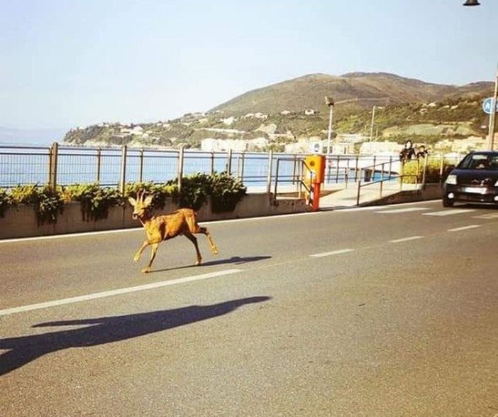 Capriolo in corsa sull'Aurelia &quot;sfreccia&quot; tra gli automobilisti: spettacolo della natura nel traffico di Cogoleto