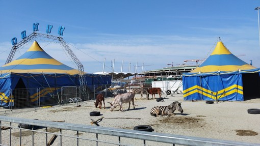 Lama scappato in corso Italia, parla il circo: &quot;Sono stati gli animalisti&quot;