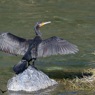 Liguria, emergenza cormorani: allarme per l’ittiofauna locale