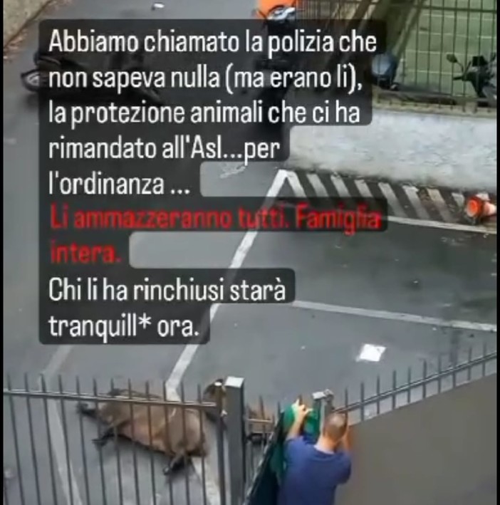 Cinghiale abbattuto alla Foce, scoppia la polemica