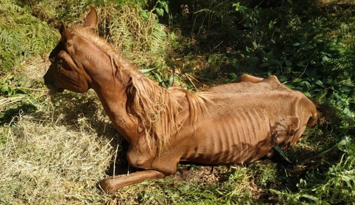 Moconesi, scoperti cinque cavalli denutriti dall'Oipa