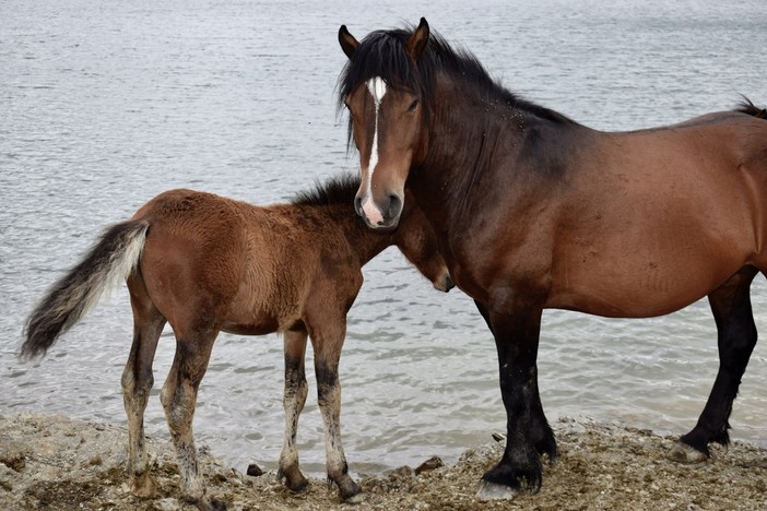 Cavalli della Val d'Aveto, Piana: &quot;Studio multidisciplinare per il benessere degli animali&quot;