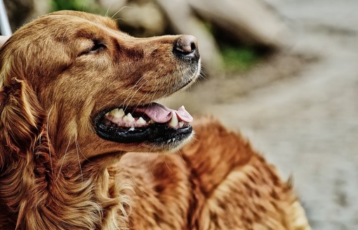 Animali e botti, la veterinaria: “La scelta migliore è tenere il proprio cane a casa”