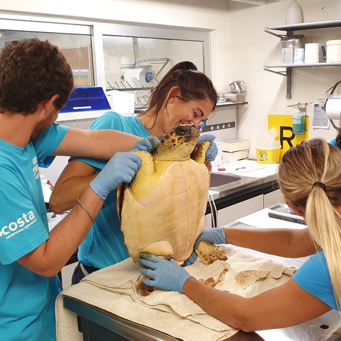 Tartaruga caretta caretta salvata a Levanto: ora è in cura all'Acquario di Genova