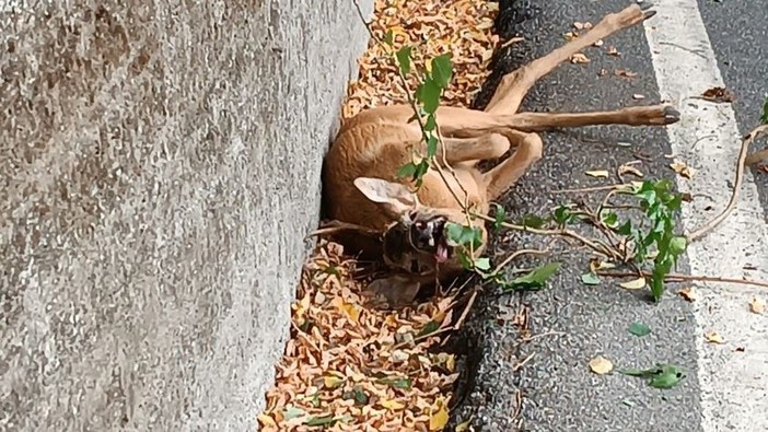 Ceranesi, mobilitazione di soccorsi per un capriolo ferito a bordo strada