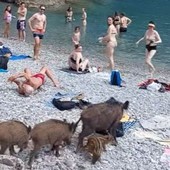 La merenda dei cinghiali a San Fruttuoso di Camogli in mezzo ai bagnanti: ormai sono incontenibili