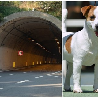 Spaventato dal temporale, cane finisce in autostrada: panico in A12