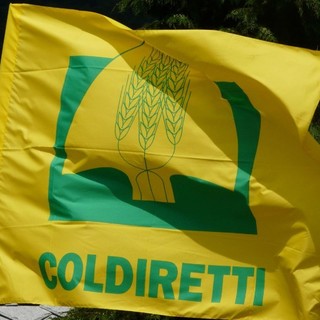 Coldiretti: &quot;Il Pil cala solo per la pesca e agricoltura&quot;