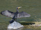 Liguria, emergenza cormorani: allarme per l’ittiofauna locale