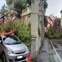 Nervi, albero crolla sulle auto di via Capolungo