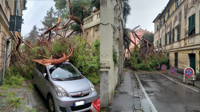 Nervi, albero crolla sulle auto di via Capolungo