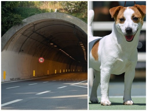 Spaventato dal temporale, cane finisce in autostrada: panico in A12