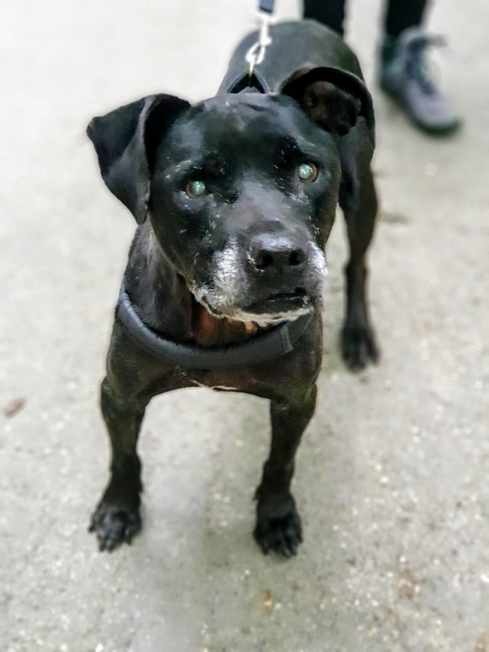 Cane abbaia disperato, vigili del fuoco e polizia locale entrano nell'appartamento e lo trovano solo