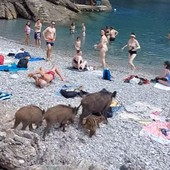 Cinghiali abbattuti a San Fruttuoso di Camogli, l'ira dei residenti: &quot;Uccisi senza pietà, li hanno attirati con il pane&quot;