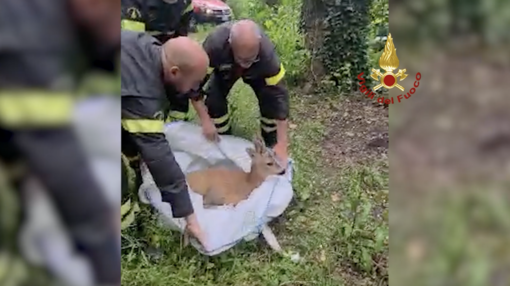 Voltri, capriolo cade in mare e resta incastrato tra gli scogli: salvato dai Vigili del Fuoco (Video)